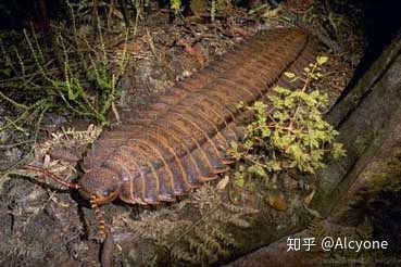 三条腿的机器人迸发古生代扫地机器人扯一点有关希伯特鲎的事情