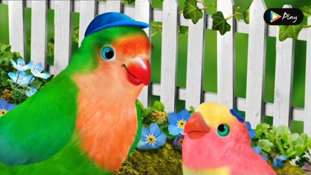 虚拟创业云bbc幼儿英语启蒙动画小鸟三号3rdandbird全两季50集35岁