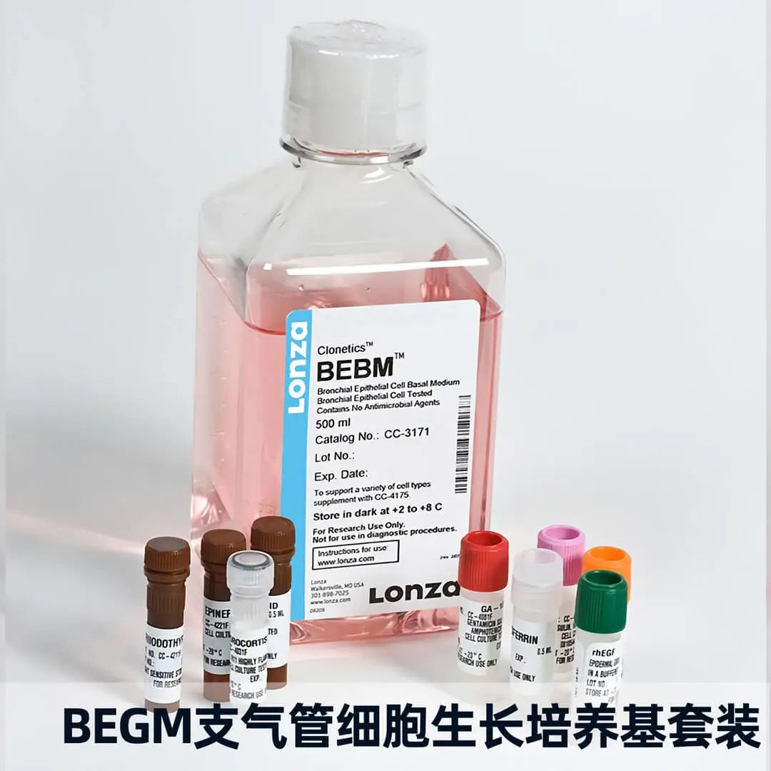 人原代肺气管支气管上皮细胞新冠药物筛选体外建模的重要工具