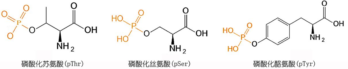 磷酸化多肽[pTyr5] EGFR (988-993)|159453-08-4|DADE-pTyr-L