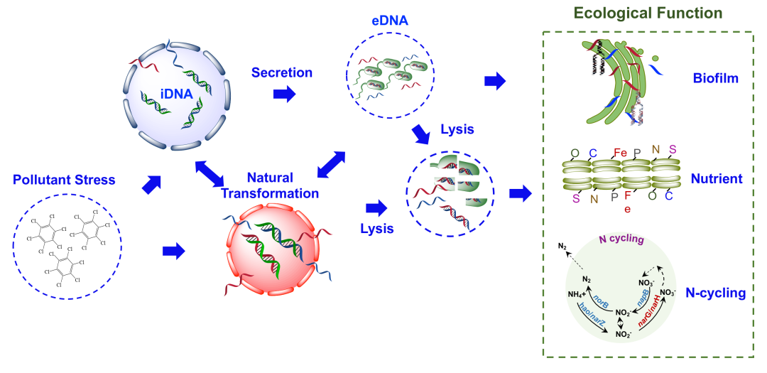 Imeta 叶茂 时玉等综述环境微生物组中胞内与胞外基因的动态穿梭与生态功能 刘永鑫adam的博客 Csdn博客