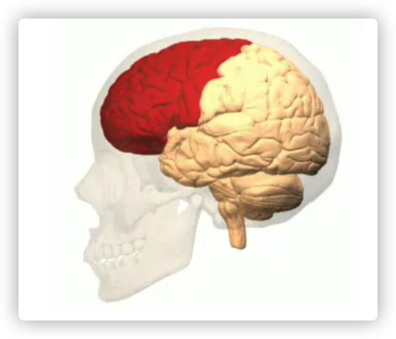 frontalbrainlobeanditsfunction額葉及其功能