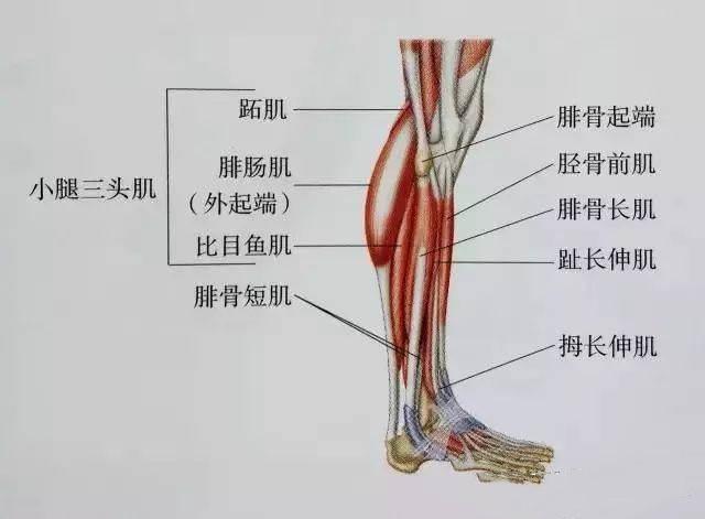 拇长伸肌,主要功能是伸脚拇指,以及足背屈;第二块肌肉:趾长伸肌,主要