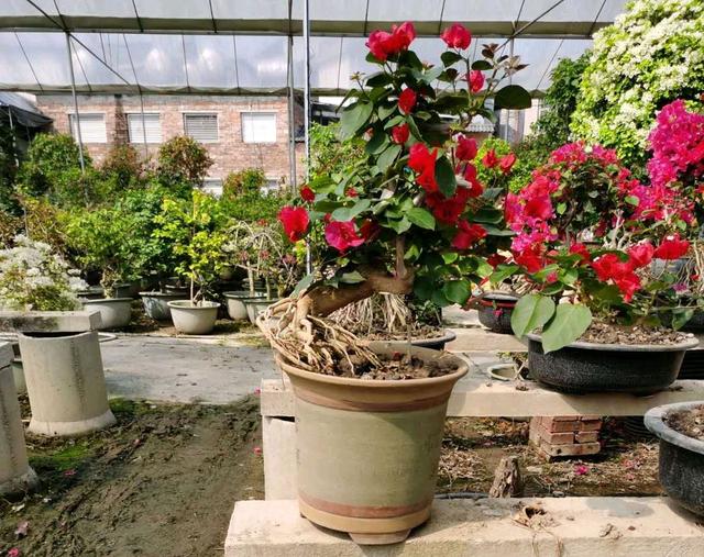 aspdropdownlist如何去掉三角箭头做三角梅提根盆景不难2招就搞定重点