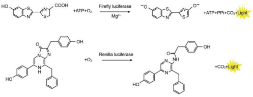 荧光素酶互补成像LCI_荧光素酶报告实验价格