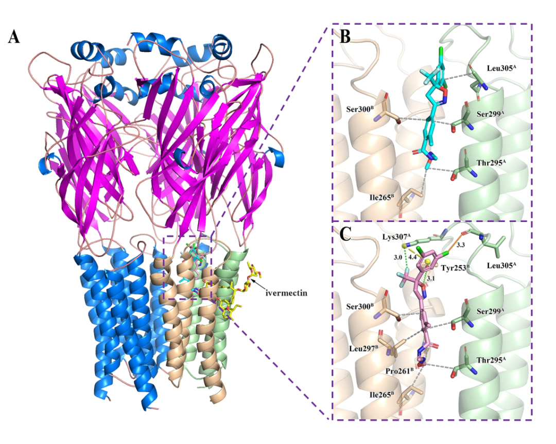 图2. P. xylostella GABAR蛋白模型（A），GABAR与R-(−)-氟噁唑酰胺（B）、S-(+)-氟噁唑酰胺（C）的结合方式。黄色长虚线代表阳离子-π相互作用，蓝色虚线代表氢键，橙色实线代表卤素键，灰色虚线代表疏水作用。