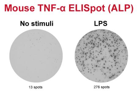 艾美捷小鼠肿瘤坏死因子α-ELISpot试剂盒使用说明