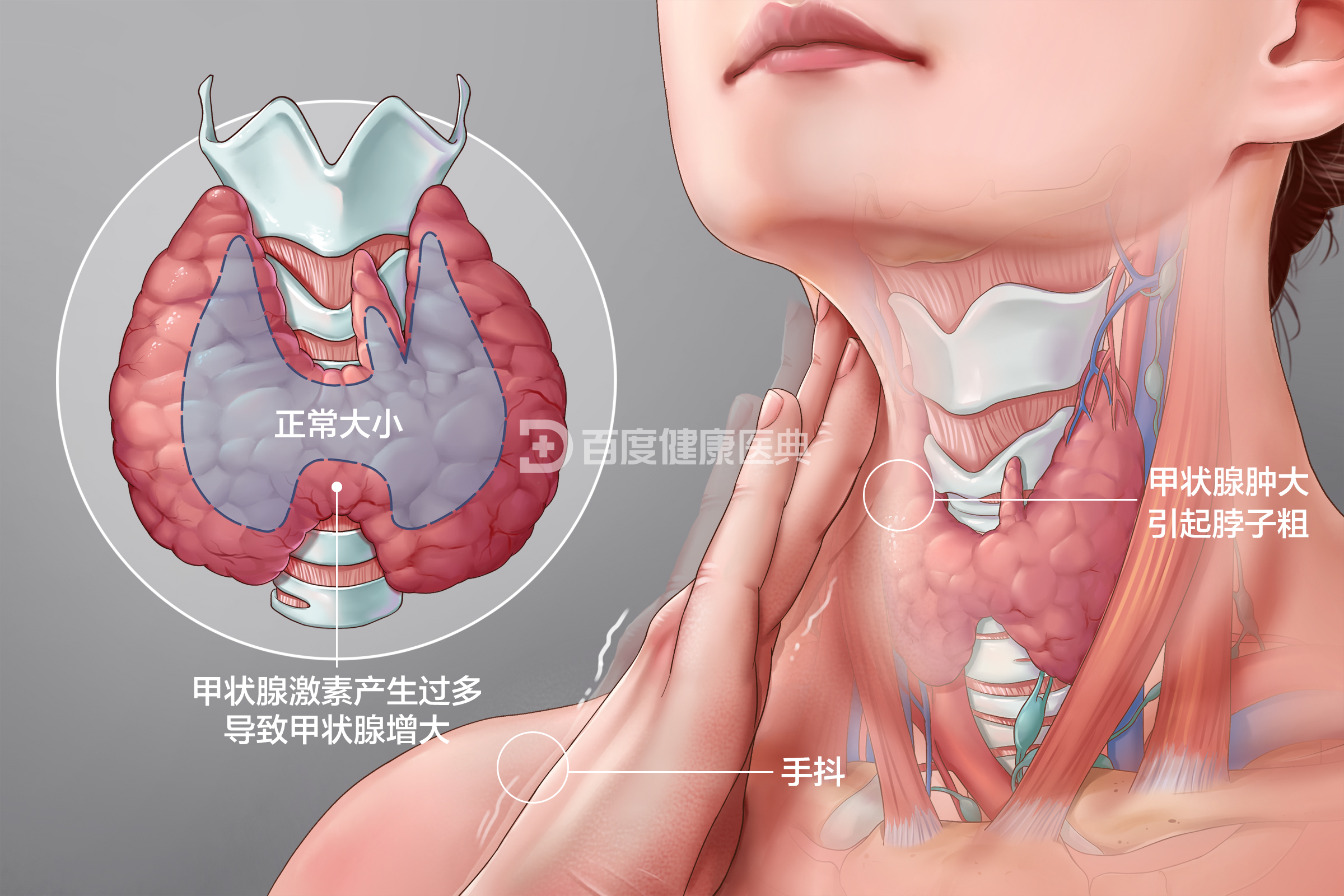 在哺乳動物類它位於頸部甲狀軟骨下方,氣管兩旁.