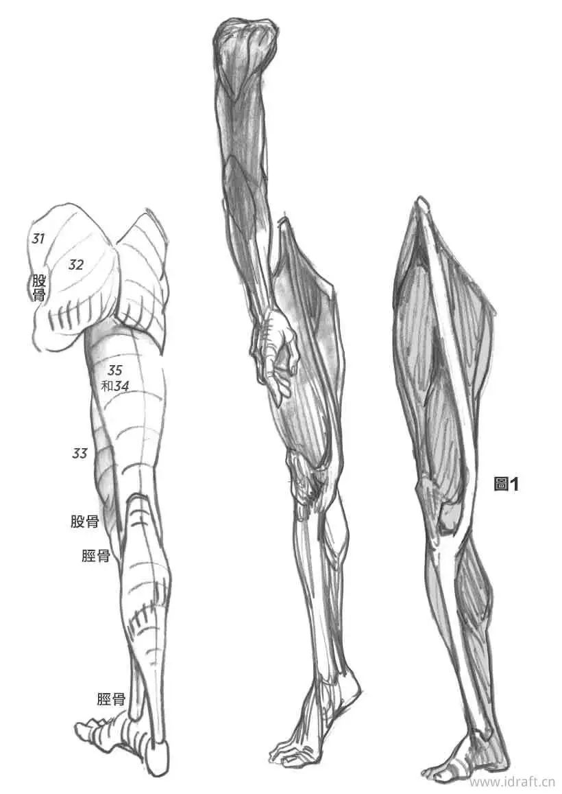 头的各个部位示意图下肢人体素描大腿小腿脚部等部位骨骼和肌肉形态形