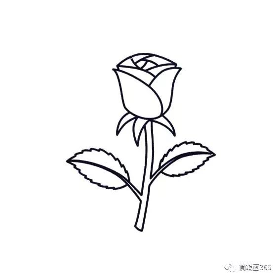 一束花的简笔画玫瑰花图片