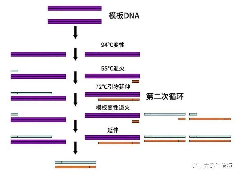 1.实验技术-收藏吃灰去，深入浅出常规PCR