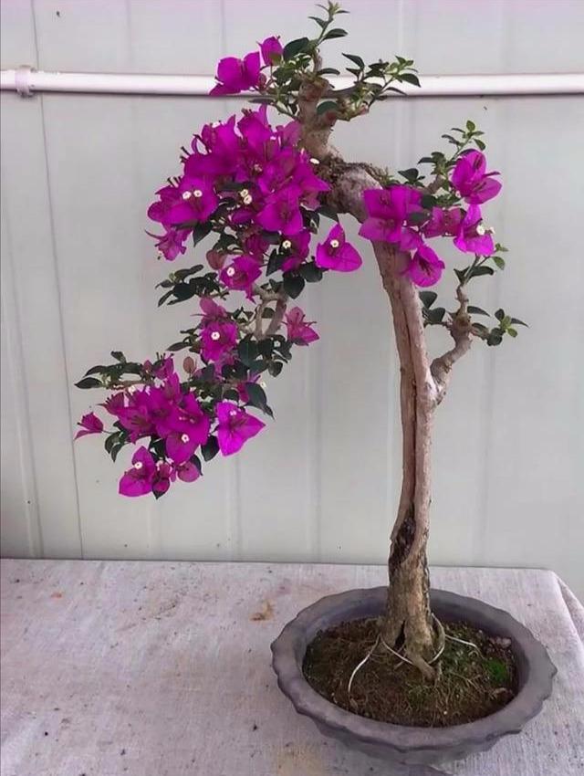 怎么去除三角下拉三角梅怎样在盆景制作中造型定型