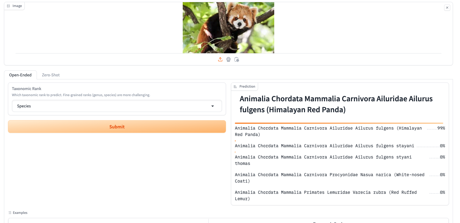 OpenBayes 教程上新 | CVPR 获奖项目，BioCLlP 快速识别生物种类，再也不会弄混小浣熊和小熊猫了！_机器学习_11