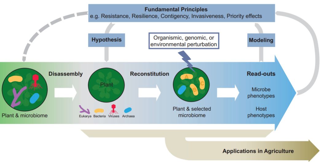 cell子刊建立因果关系合成菌群在植物菌群研究中的机会