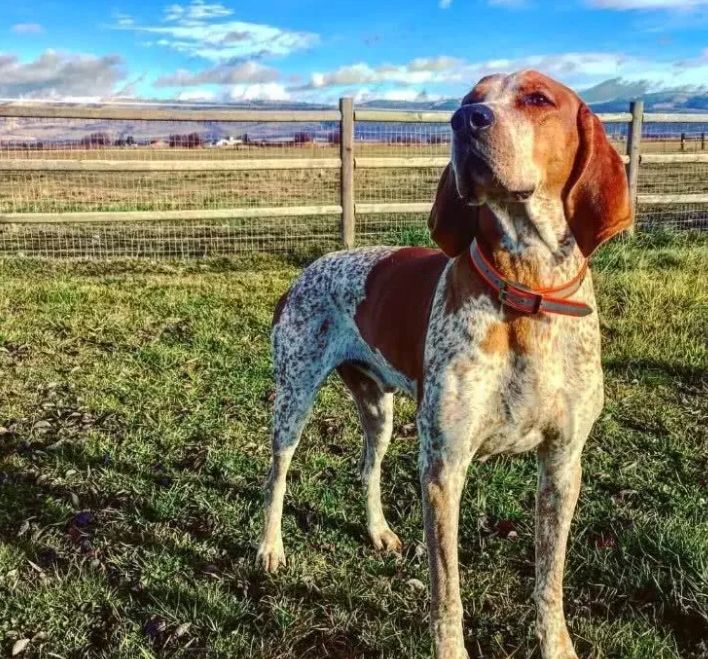 英国猎浣熊犬市场价图片