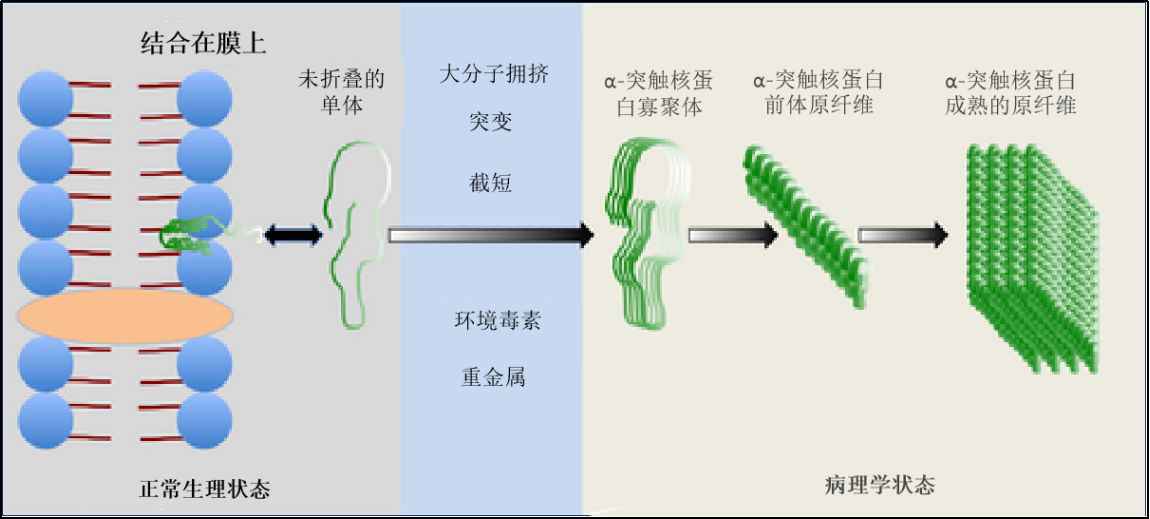 Stressmarq——Alpha突触核蛋白&神经退行性疾病