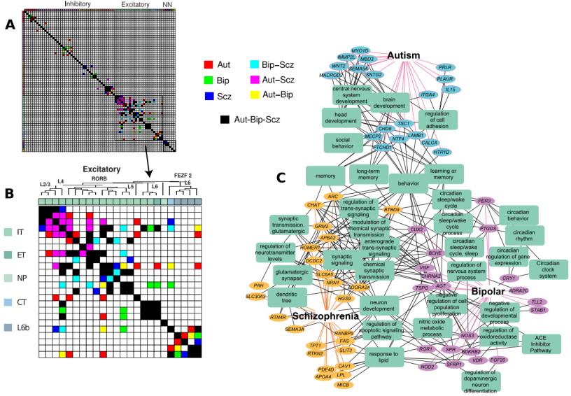 ​Plos Biology | 40种人类常见脑部疾病转录组学分析，提供基于分子的疾病分类和比较新策略_数据_04