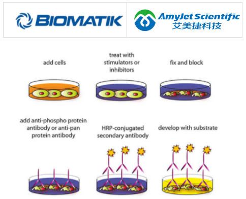 Biomatik 艾美捷 Cell-Based ELISA检测试剂盒