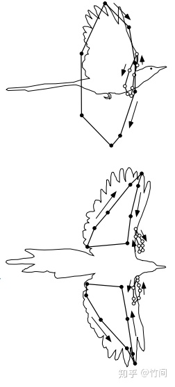 鳥飛行時翅膀的軌跡tobalske與dial利用高速攝影的方法得到了鳥飛行時