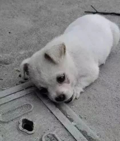 小流浪狗趴在井盖上死也不愿离开知道原因后让人心碎