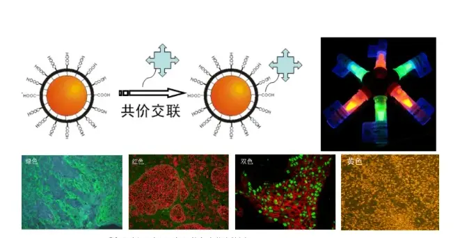 钆离子(Gd3+)与RGD多肽共修饰碳量子点/修饰金原子蔟多肽研究