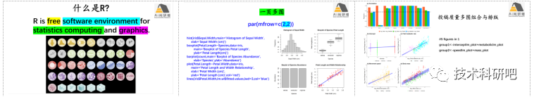 R语言生物群落（生态）数据统计分析与绘图教程