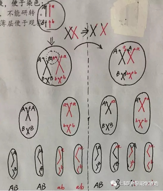 染色体结构畸变简式图片