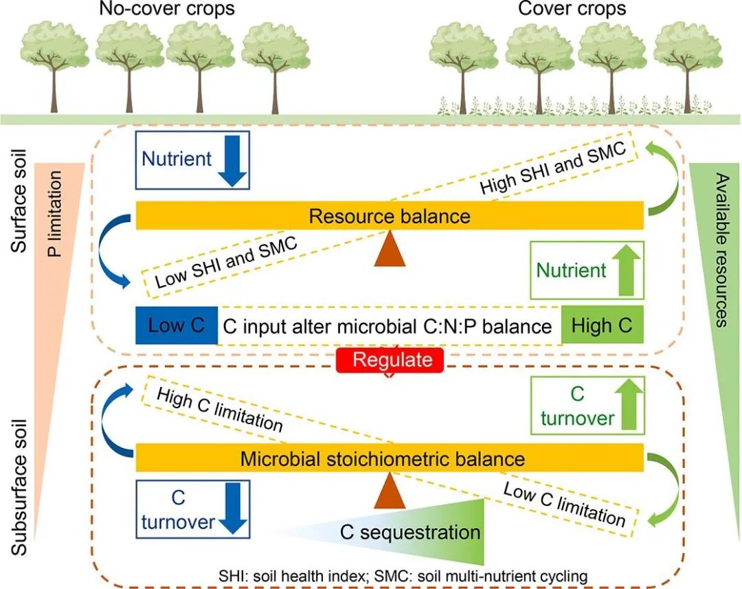 【高校科研前沿】浙江农林大学童再康教授等人在农林科学顶刊《CATENA》发文：长期覆盖作物可促进多养分循环和地下土壤碳封存