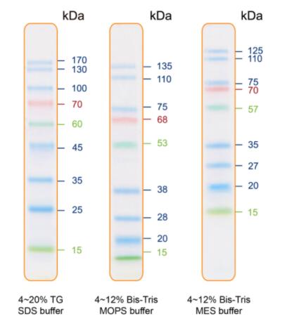 艾美捷Bio-Helix IRIS9 Plus预染蛋白ladder方案