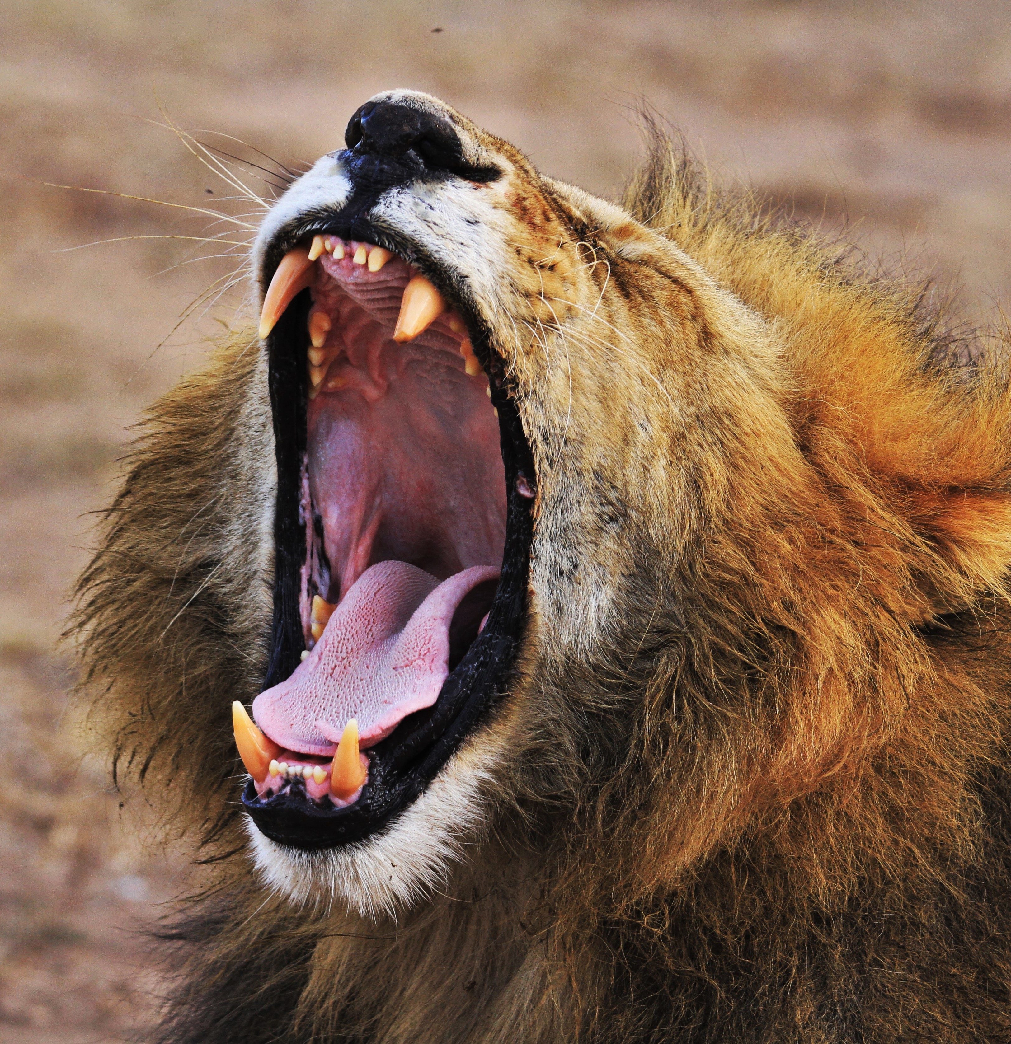 a roaring male lion
