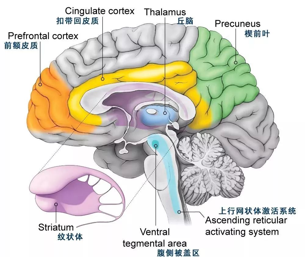 但是根据马克·索姆斯提出的模型,意识来源于低级脑区,如网状激活系统