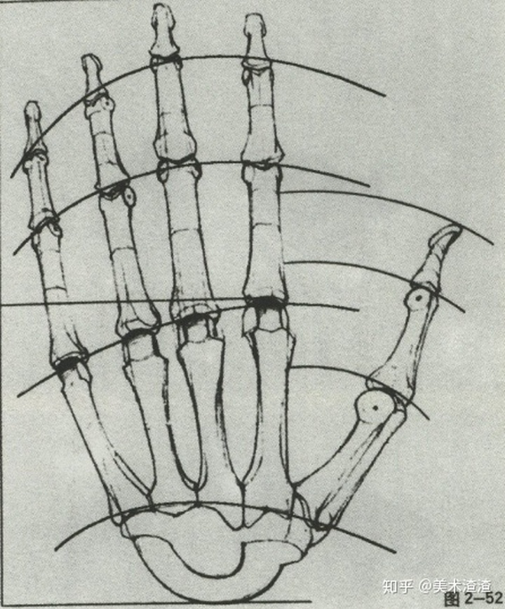 手部骨骼特徵數據集速寫局部精講之手部比例肌肉特徵解析