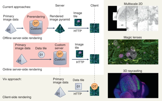 Fig.1 基于 web 的生物图像数据可视化和 Viv 特征的数据流和渲染方法概述