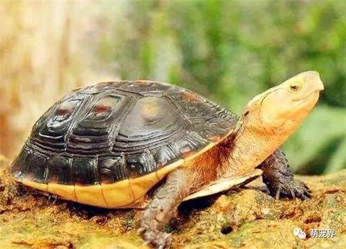 常见鸟的种类及特点常见乌龟的品种及图片大全