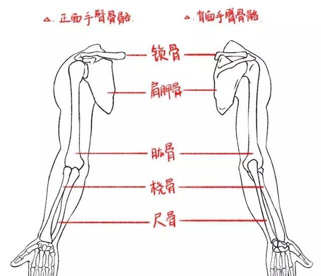 小臂单骨双骨图解图片