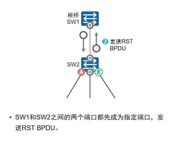 发送RST BPDU