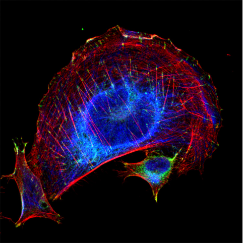 Jackson ImmunoResearch新品推荐—纳米二抗（Nano Secondary Antibodies）