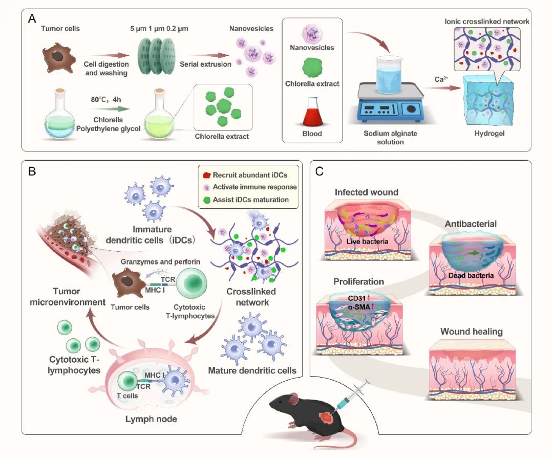 Biomaterials近期论文及下载链接