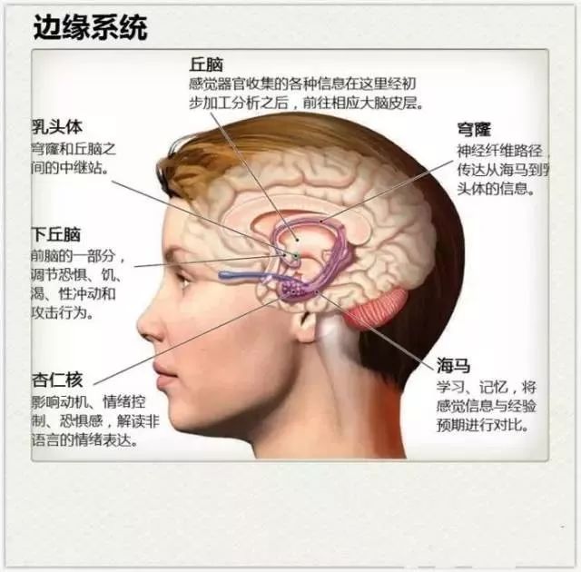 大脑盖子原理图片