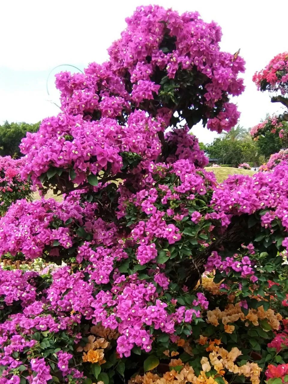 蓝色三角厦门市花三角梅厦门的七彩海洋