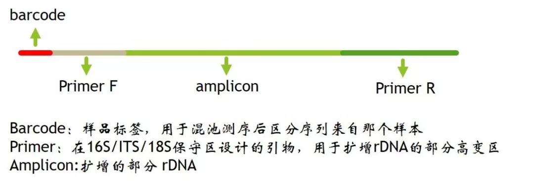 最后一周 | 微生物组-扩增子16S分析和可视化(线上/线下同时开课，2021.7)