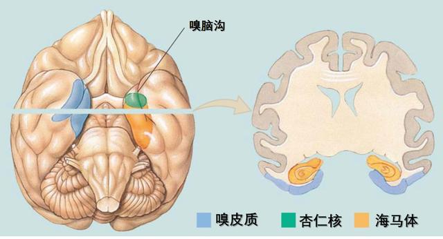 結構體實驗心得什麼海馬體損傷越嚴重再認記憶反而越好