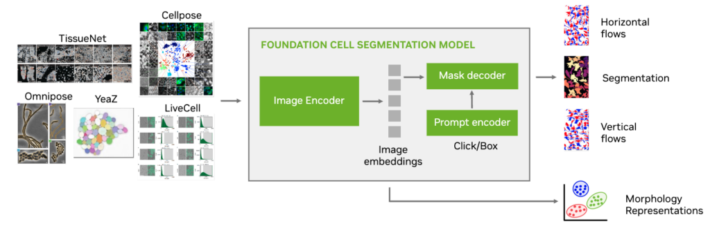 Diagram shows the data that Vista2D was trained on as input, the architecture of the Vista2D model, and the output segmentation maps.