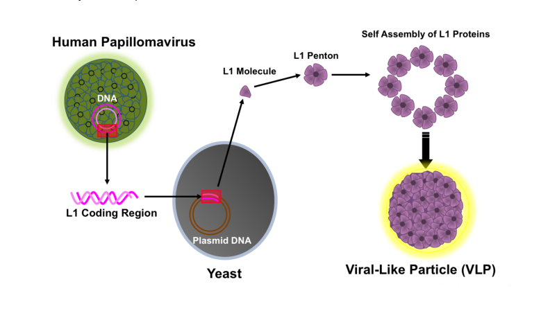 MCE | HPV 疫苗要不要打？