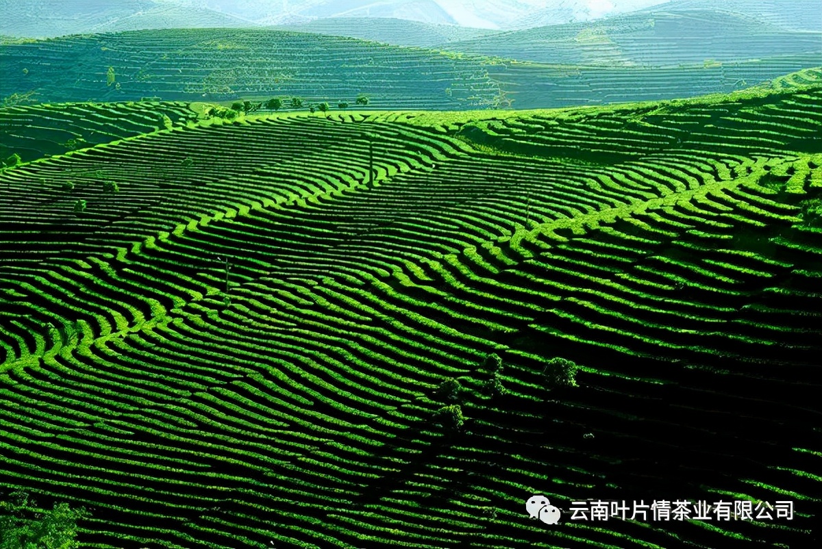 普洱万亩茶园普洱茶区也有着许多有名的普洱茶山头,不过今天叶片情