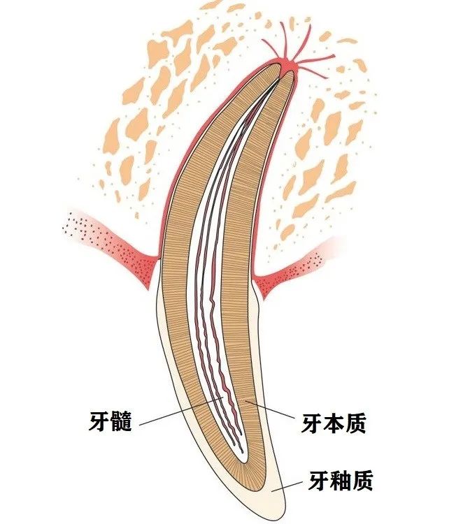 我以为猫咪牙齿断了一点不要紧结果
