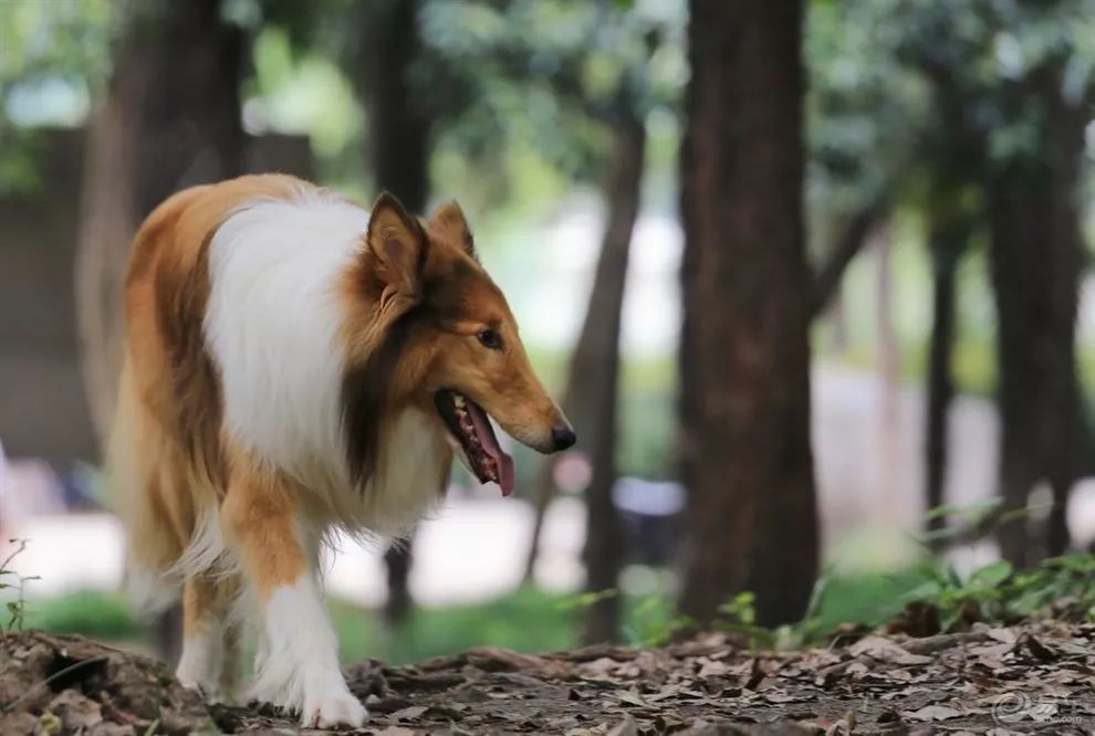 每日一狗 · 柯利牧羊犬