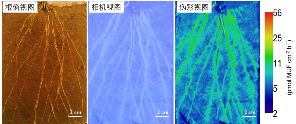 MPB | 葛体达组-原位酶谱法高分辨率实时检测土壤微界面酶活分布