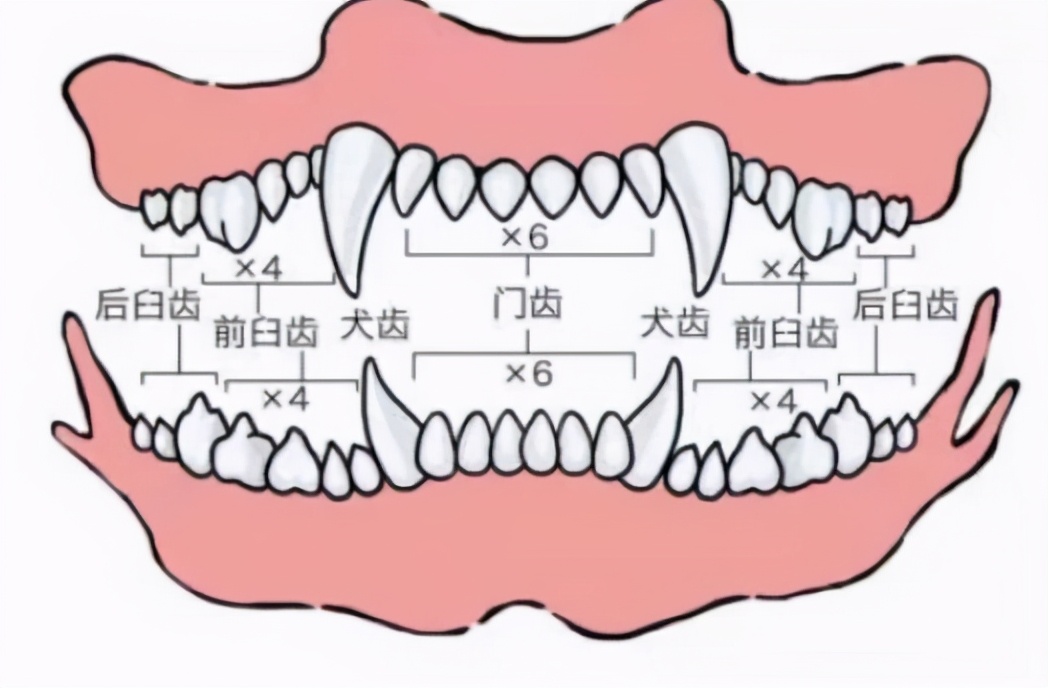 小狗怎么分辨公母图解图片