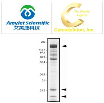 Cytoskeleton重肌球蛋白方案